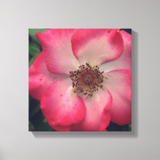 Rote Rose Wrapped Canvas Leinwanddruck (Vorderseite)