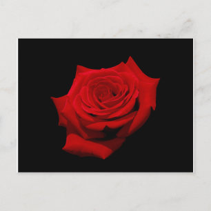 Rote Rose zur Postkarte mit schwarzem Hintergrund