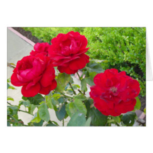 Rote Rosen