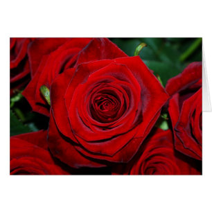 Rote Rosen