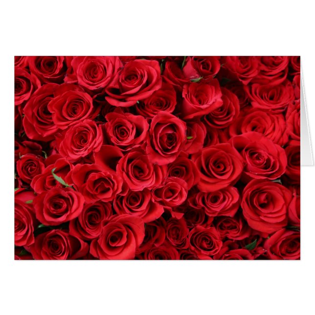 Rote Rosen (Vorderseite (Horizontal))