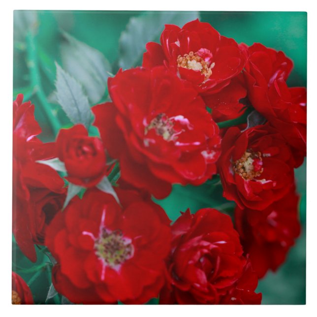 Rote Rosen Blassgrüne Blätter Fliese (Vorderseite)