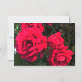Rote Rosen blühen Dankeskarte