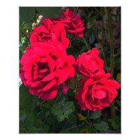 Rote Rosen blühen
