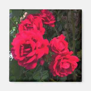 Rote Rosen blühen Magnet