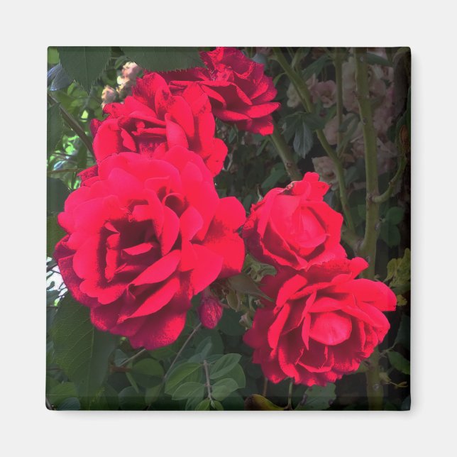 Rote Rosen blühen Magnet (Vorne)