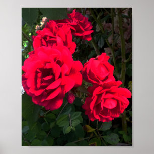 Rote Rosen blühen Poster
