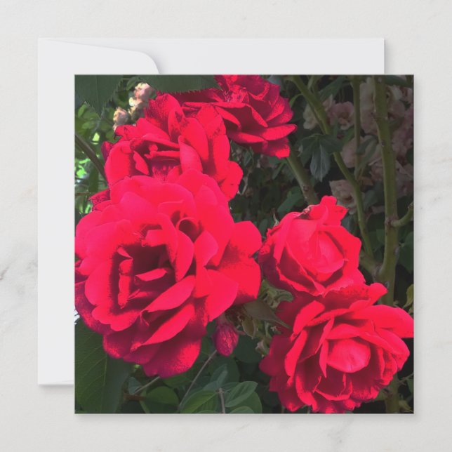 Rote Rosen Blume Dankeskarte (Vorderseite)