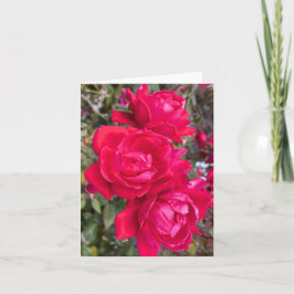 Rote Rosen, drei dunkle Rote Rosen im Garten Foto Karte