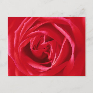 Rote Rosen drucken Postkarte
