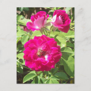 Rote Rosen Foto Postkarte