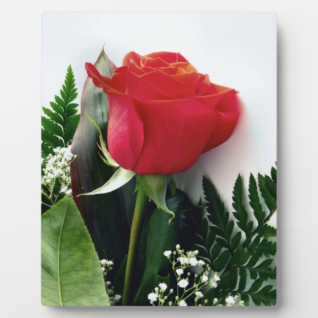 Rote Rosen Fotoplatte (Vorderseite)