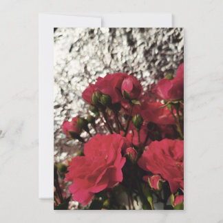 Rote Rosen, frische Knospen blühen helle Folie Sil Einladung