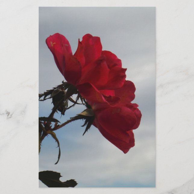 Rote Rosen gegen einen hellen blauen Himmel (Vorderseite)