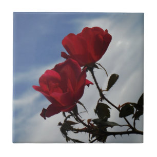 Rote Rosen gegen einen hellen blauen Himmel Fliese