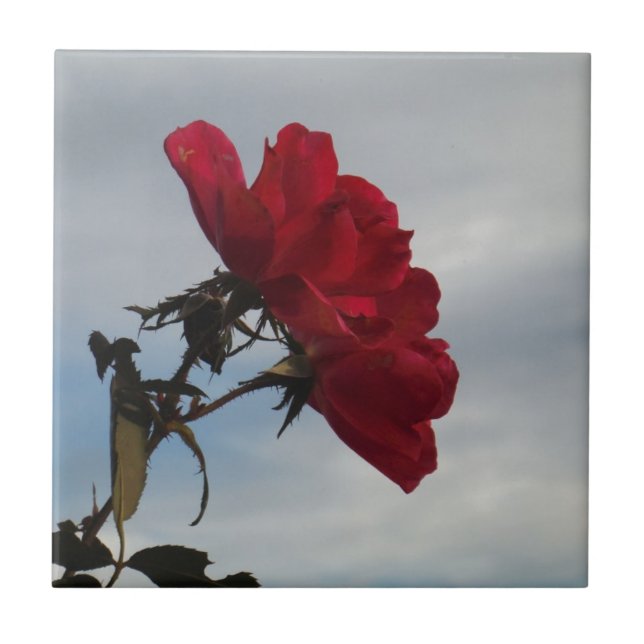 Rote Rosen gegen einen hellen blauen Himmel Fliese (Vorderseite)