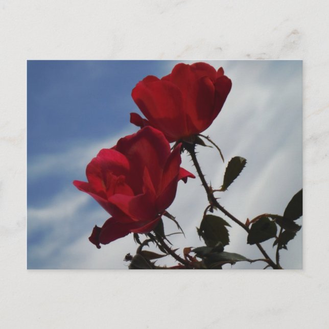 Rote Rosen gegen einen hellen blauen Himmel Postkarte (Vorderseite)