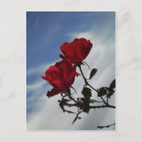 Rote Rosen gegen einen hellen blauen Himmel