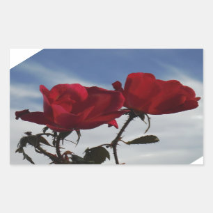 Rote Rosen gegen einen hellen blauen Himmel Rechteckiger Aufkleber