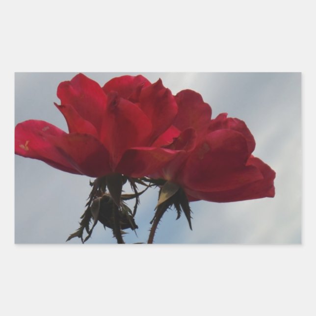 Rote Rosen gegen einen hellen blauen Himmel Rechteckiger Aufkleber (Vorderseite)