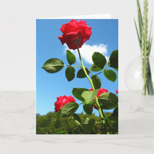 Rote Rosen Grußkarte Karte