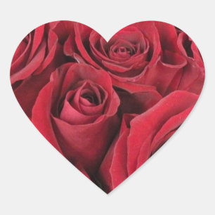 Rote Rosen Herzklammern Herz-Aufkleber