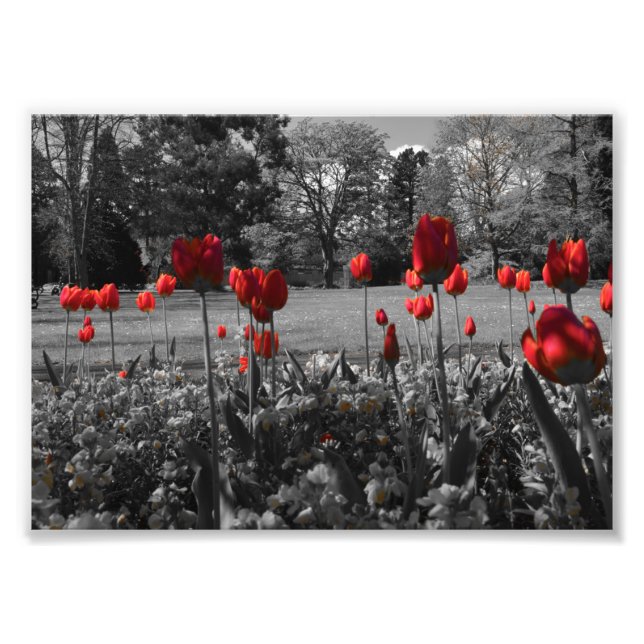 rote Rosen in Schwarz-Weiß-Gartenfotografie Fotodruck (Vorne)