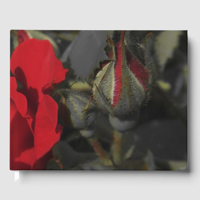 rote Rosen in schwarzem Gästebuch, festlich Gästebuch (Vorderseite)