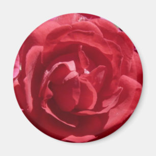 Rote Rosen Magnet