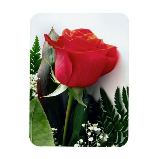 Rote Rosen Magnet (Vertikal)