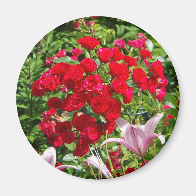 Rote Rosen-Magnet Magnet (Vorne)