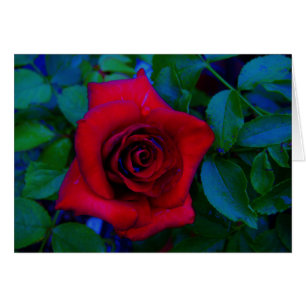 Rote Rosen mit blauen Farbtönen