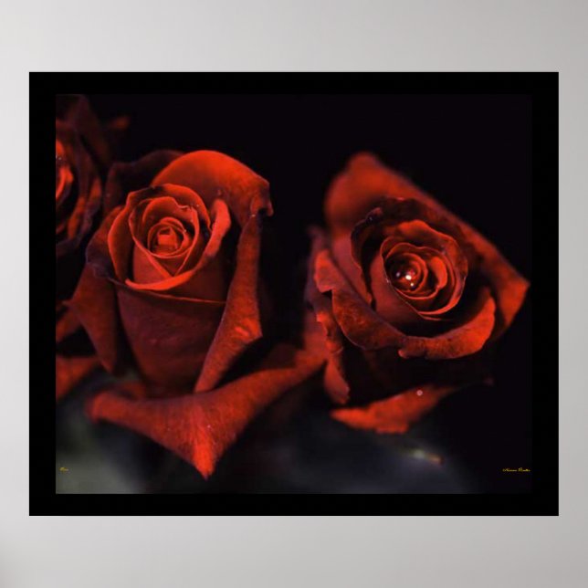 Rote Rosen Poster (Vorne)