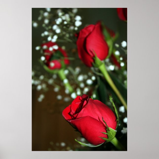 Rote Rosen Poster (Vorne)