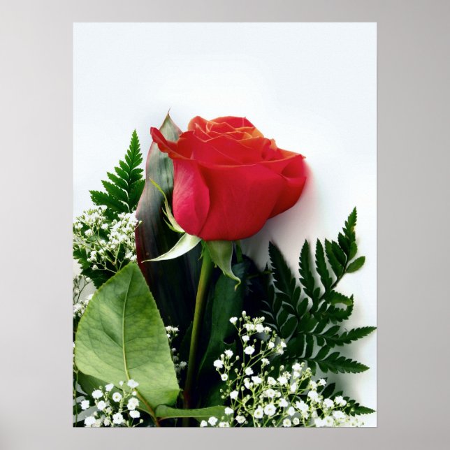Rote Rosen Poster (Vorne)