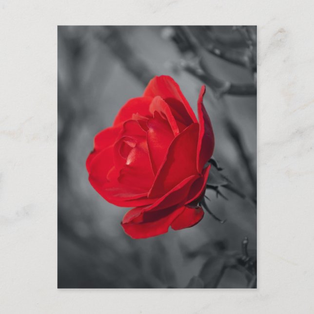 Rote Rosen Postkarte (Vorderseite)
