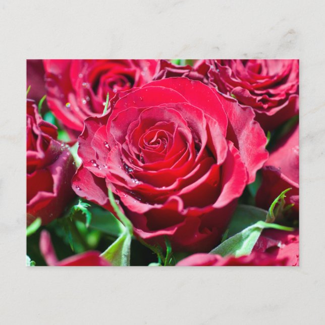 Rote Rosen Postkarte (Vorderseite)