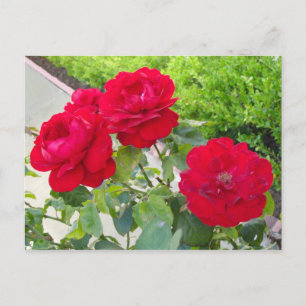 rote Rosen Postkarte