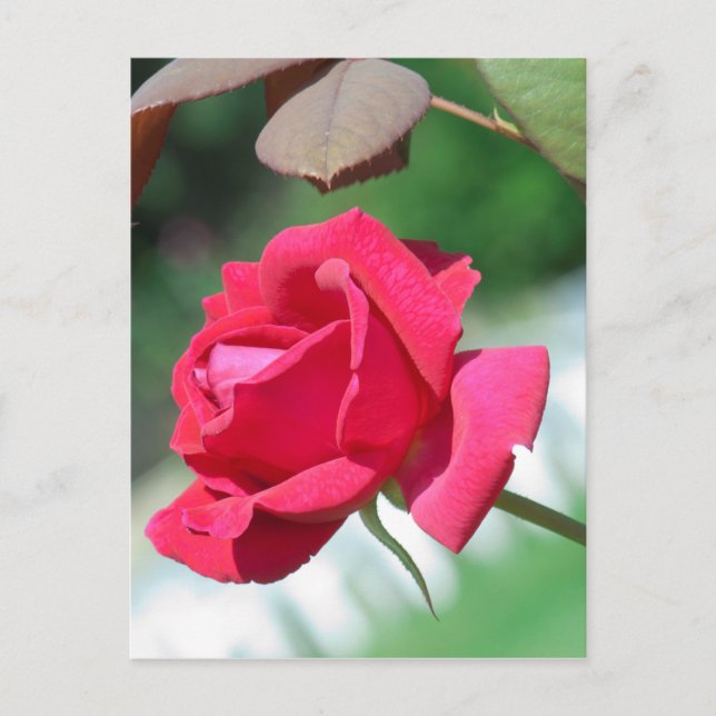 Rote Rosen Postkarte (Vorderseite)