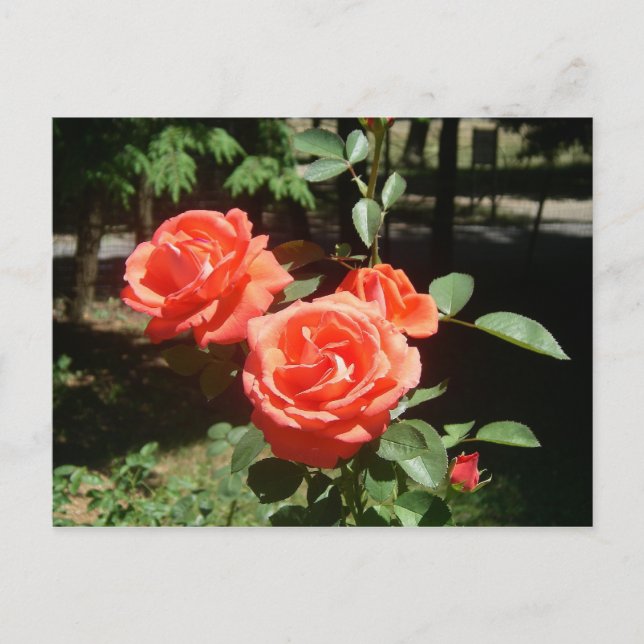 rote Rosen Postkarte (Vorderseite)