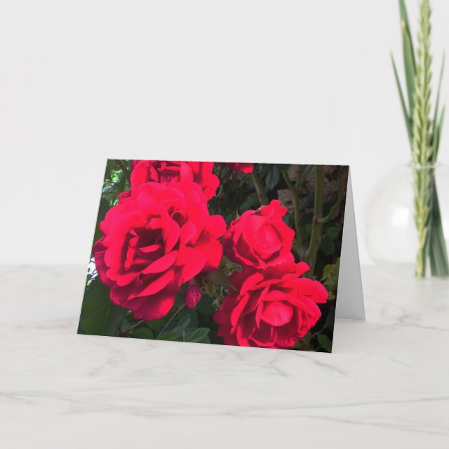 Rote Rosen Rosarium Feiertagskarte (Vorderseite)