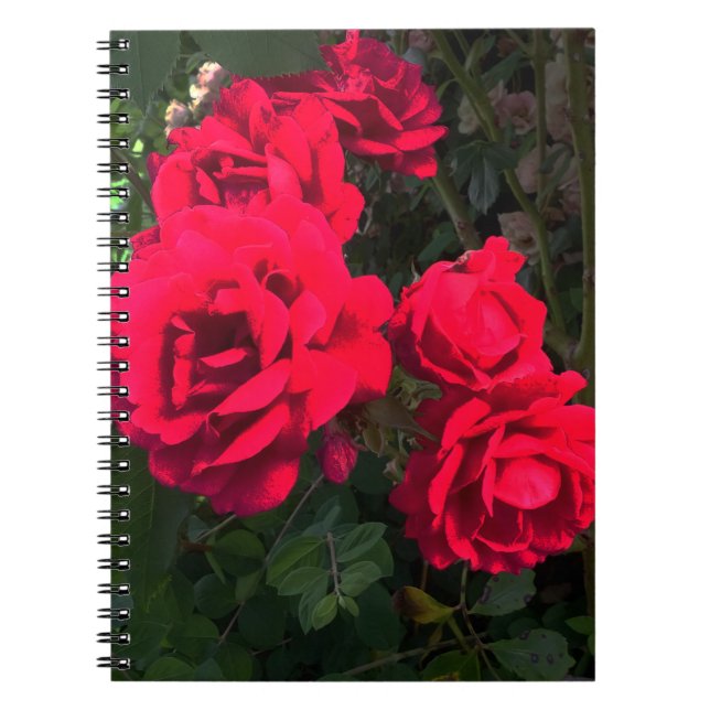 Rote Rosen Rosarium Notebook Notizblock (Vorderseite)