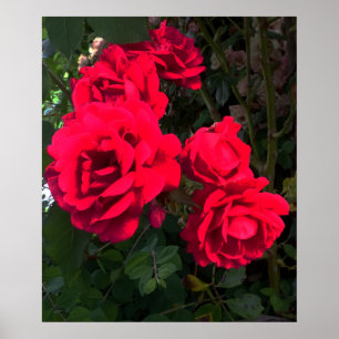 Rote Rosen Rosarium Poster