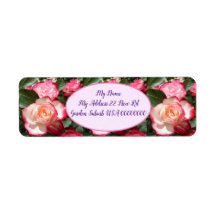 Rote Rosen Rose Weißer Blume Hütte Gartenanlage