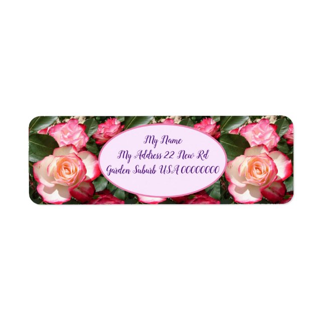 Rote Rosen Rose Weißer Blume Hütte Gartenanlage (Vorne)