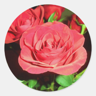Rote Rosen Runder Aufkleber