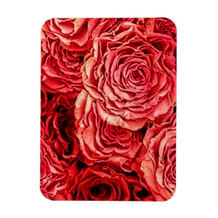 rote Rosen schließen Magnet
