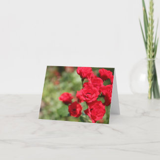 Rote Rosen verblassen in Fokus Notecard Karte