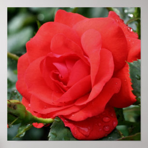 Rote Rosenblume in Blüte mit Regentropfen Poster