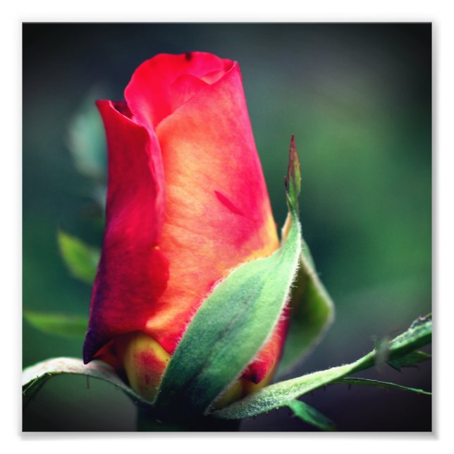 Rote Rosenknospe-Blume mit gelben Highlights 8x8 Fotodruck (Vorne)